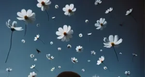 Harold – Pésnochão (feat. Yang) Harold – Pésnochão (feat. Yang)