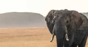 EyeRonik – Gaarah EyeRonik – Gaarah