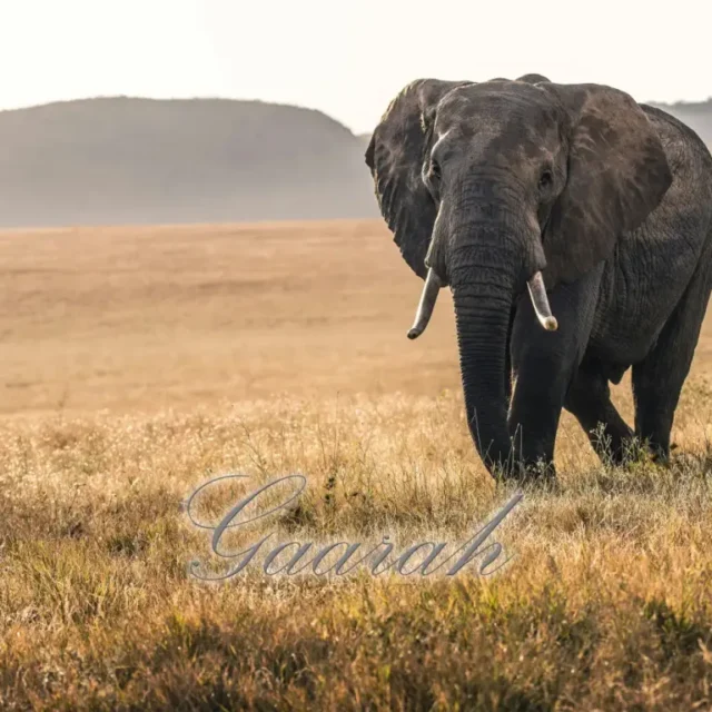 EyeRonik – Gaarah